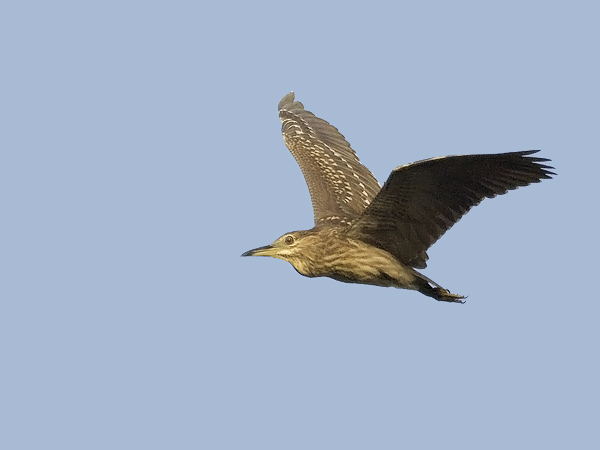Yöhaikara, Black-crowned Night Heron, Nycticorax nycticorax